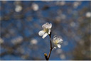 フユザクラ（冬桜）