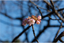 カンザクラ（寒桜）