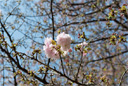 カンザシザクラ（簪桜）
