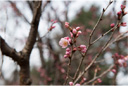 トウカイザクラ（東海桜）