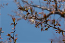 ヤエサコンノサクラ（八重左近桜）