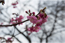 ヨコハマヒザクラ（横浜緋桜）