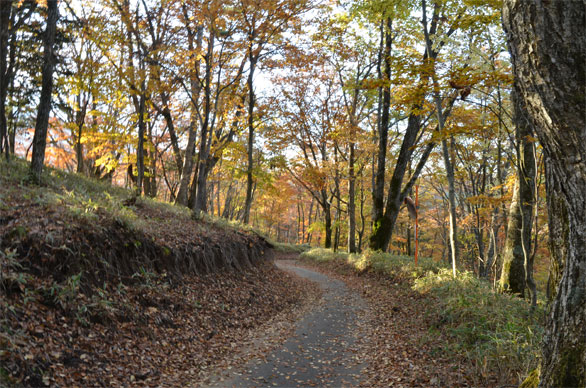 上日川峠付近の登山道