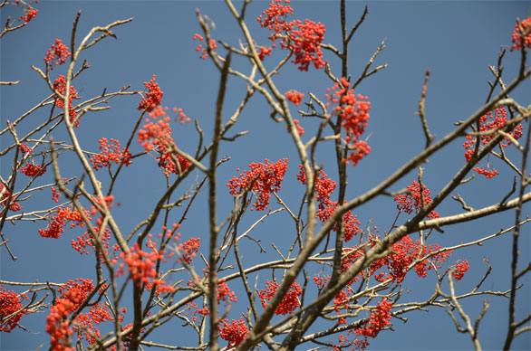 ナナカマドの実
