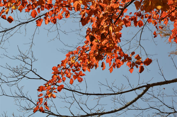 紅葉
