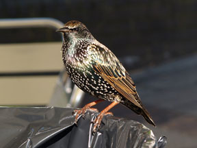 動物園に飛来した野鳥