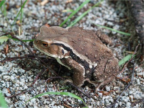 乾き気味のカエルさん
