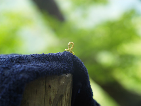 シャクトリムシ