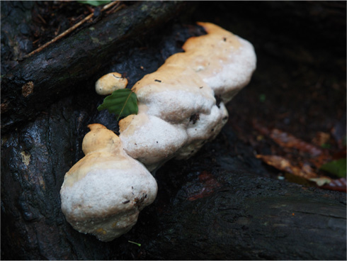 サルノコシカケ