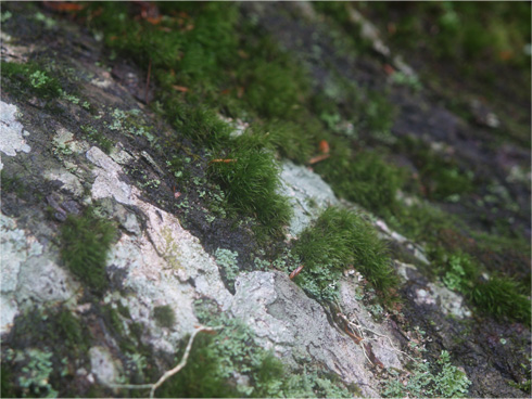 岩に生えたコケ
