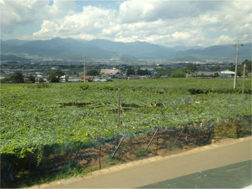 勝沼近くのぶどう畑