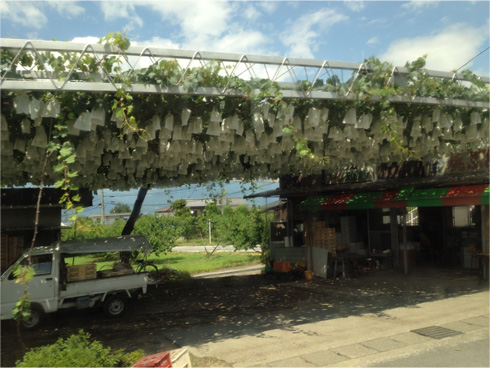 くだものの直売所