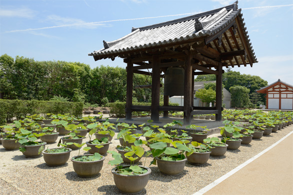 鐘楼とハスの水鉢