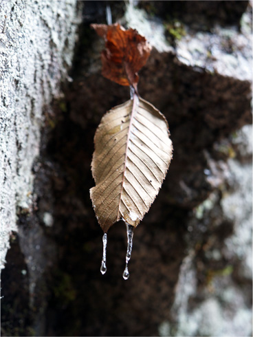 氷でつながる枯葉