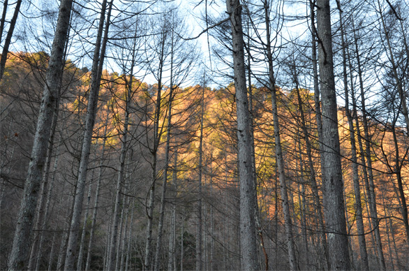 朝の光に輝く山