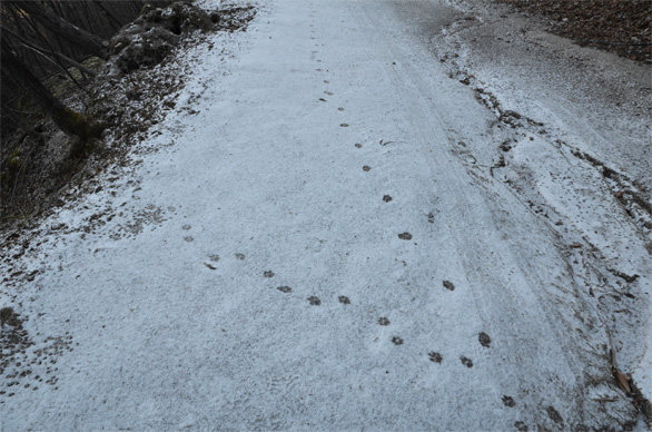 雪に残った足跡。タヌキらしい。